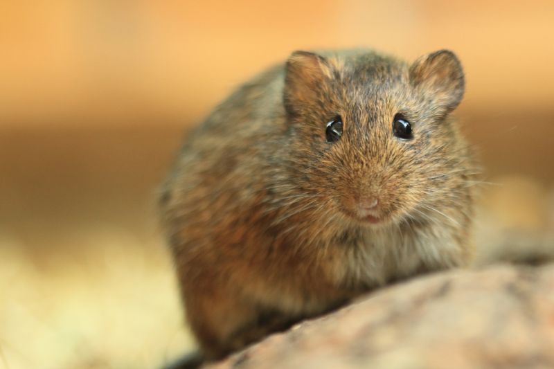 Vole Removal Service