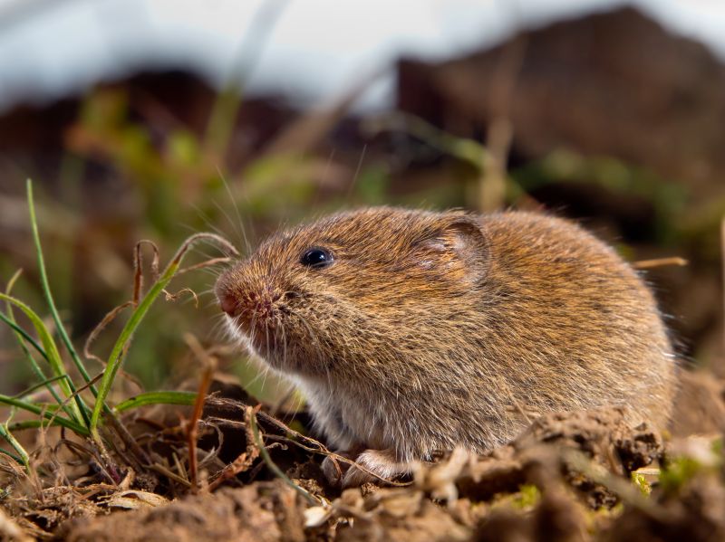 Vole Removal Service