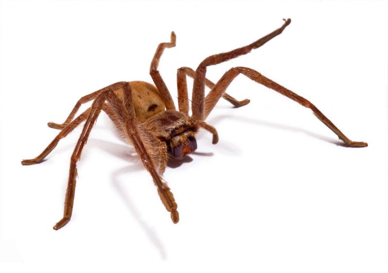 Common Spiders Extermination in New Braunfels, TX