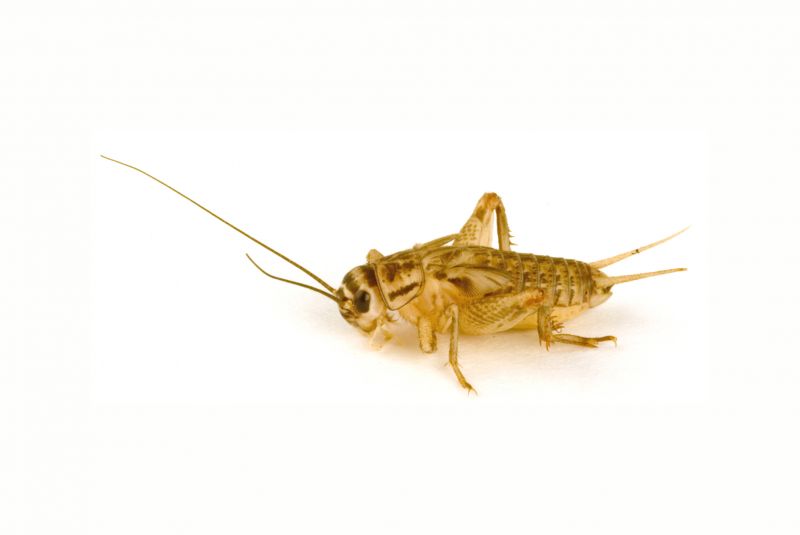 Cricket Prevention in Denton, TX