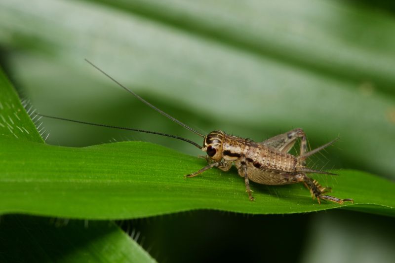 Cricket Removal Service in Rockwall, TX