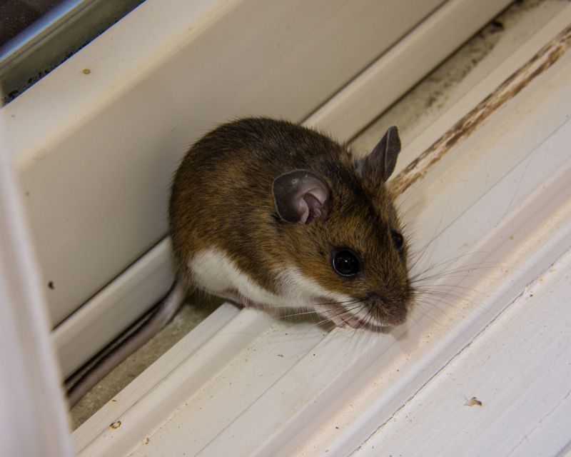 How Mice, Rats, And Rodents Damage Homes And Businesses