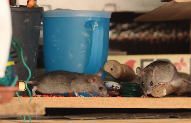 How Mice, Rats, And Rodents Damage Homes And Businesses