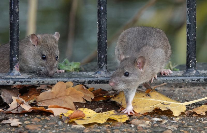 How Mice, Rats, And Rodents Damage Homes And Businesses