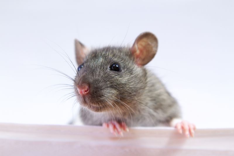 Signs You Have A Mouse, Rat, Or Rodent Infestation