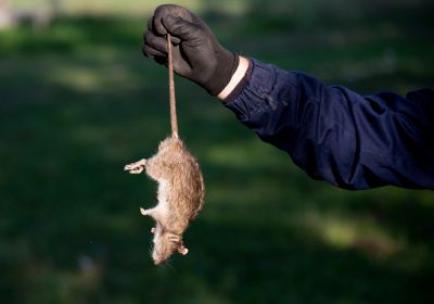 Signs Your Commercial Property Has A Rodent Problem