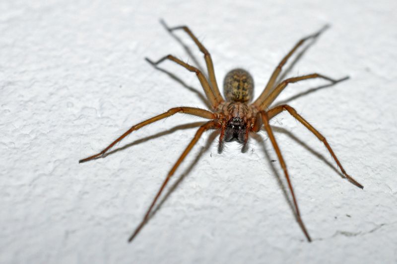 Trapdoor Spider Removal in Mckinney, TX