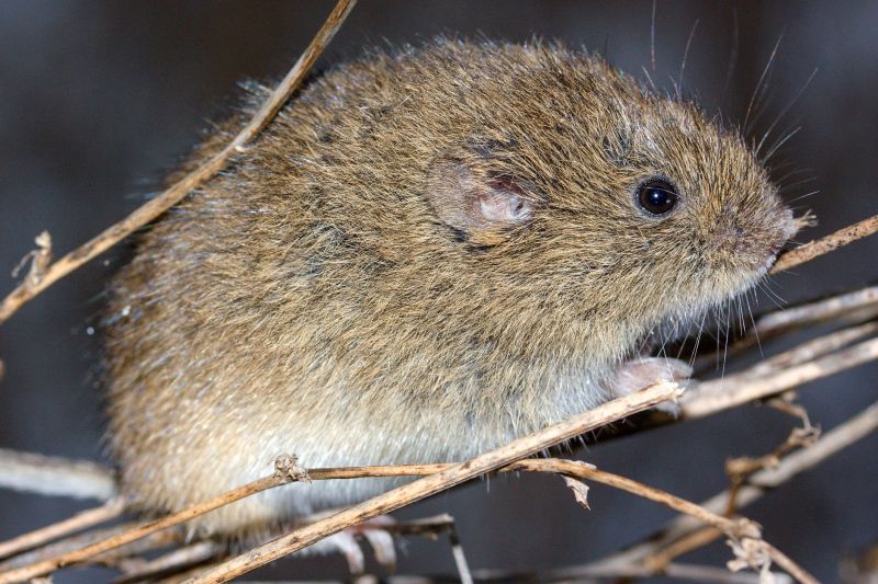 Indoor Vole Control
