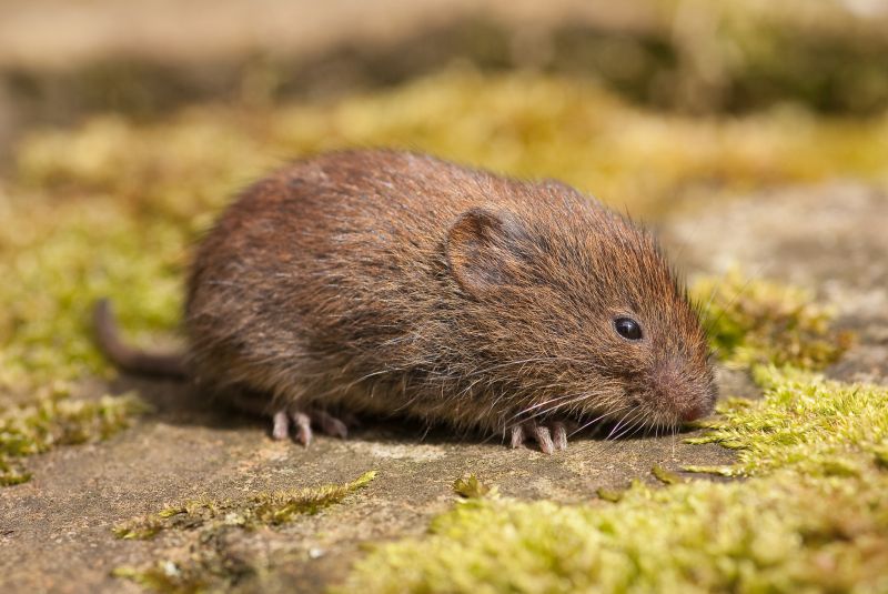 Vole Removal Service