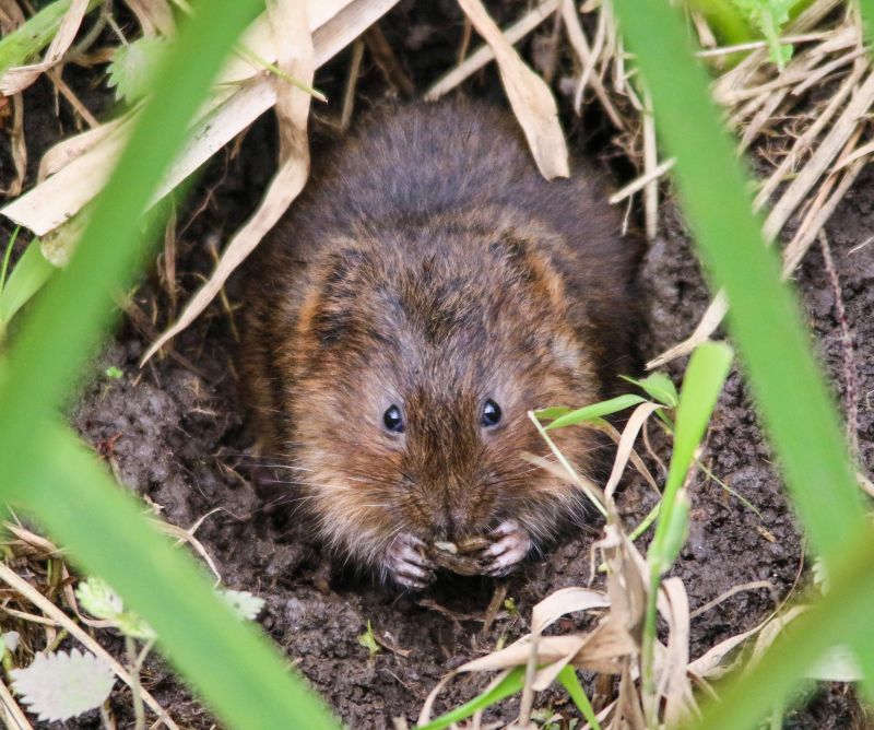 Vole Removal Service