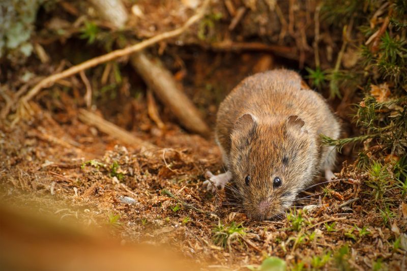 Vole Removal Service