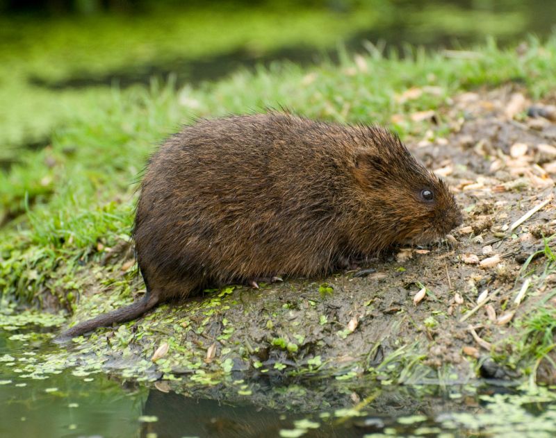 Vole Removal Service