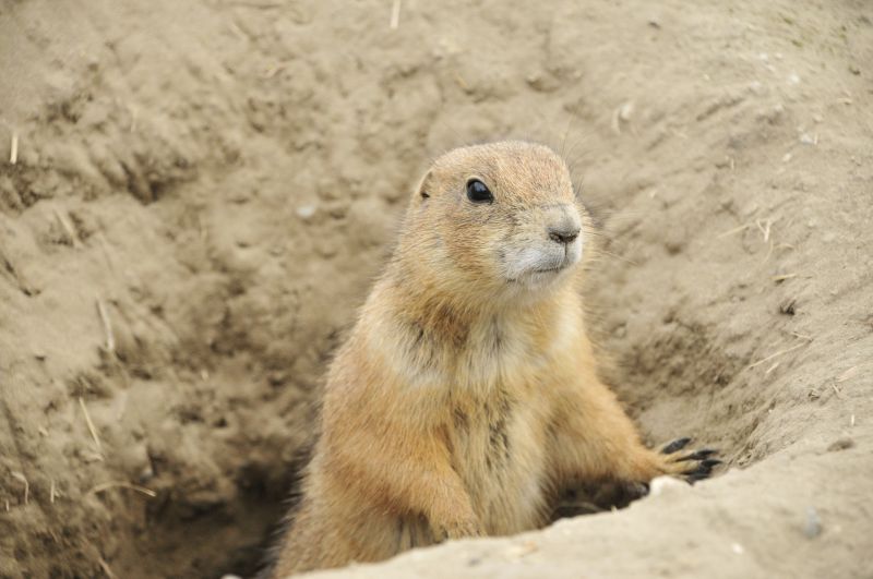 Property Damage Repair