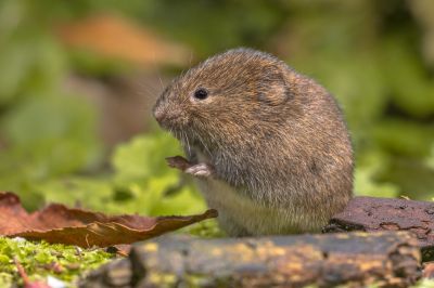 Determine the Best Way to Eliminate Voles