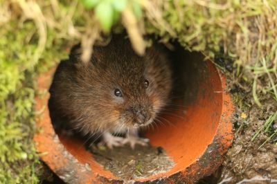 Voles Can be a Nuisance