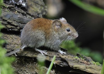 Avoid Vole Infestations